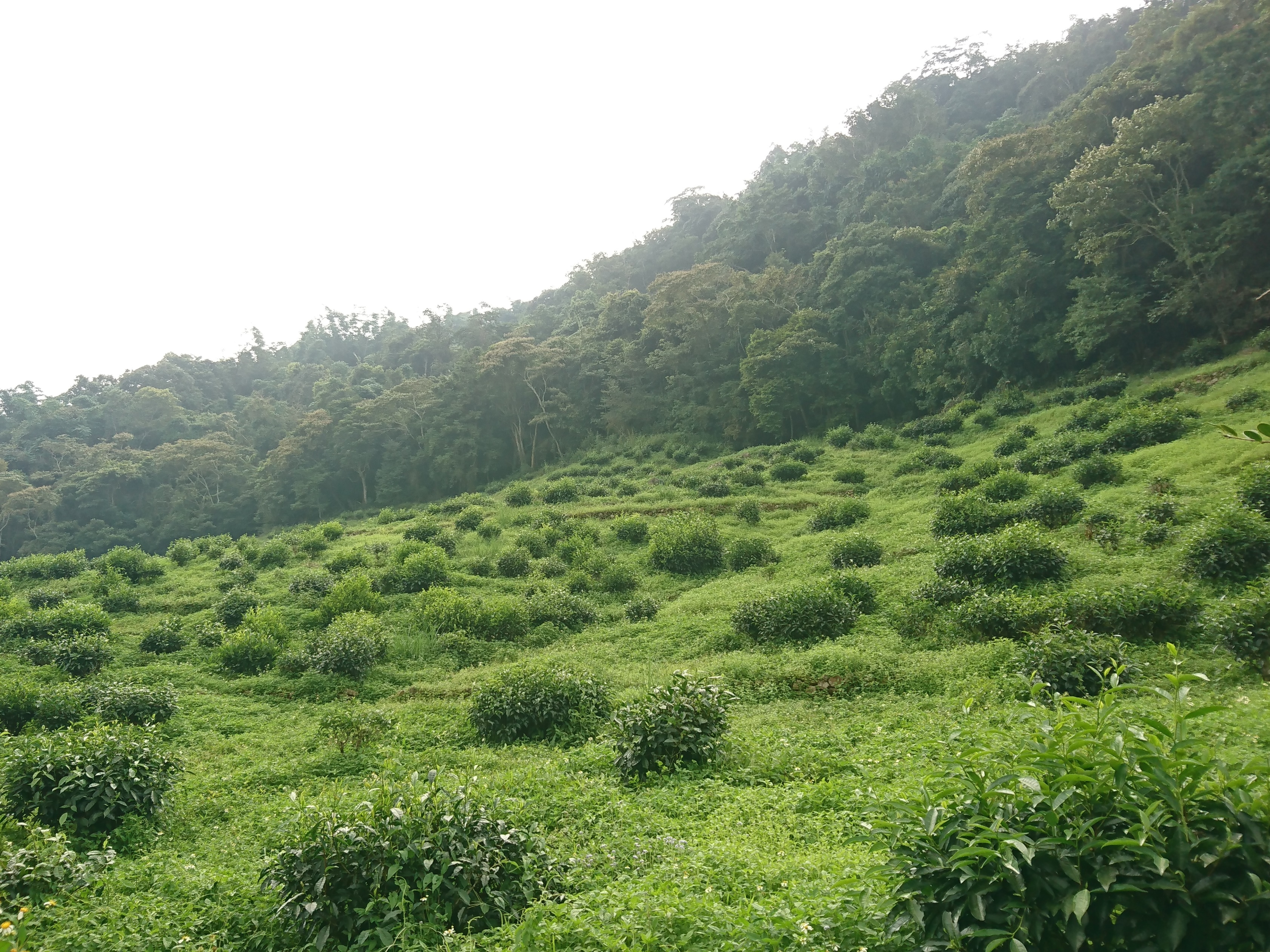 日月潭大葉種紅茶的搖籃